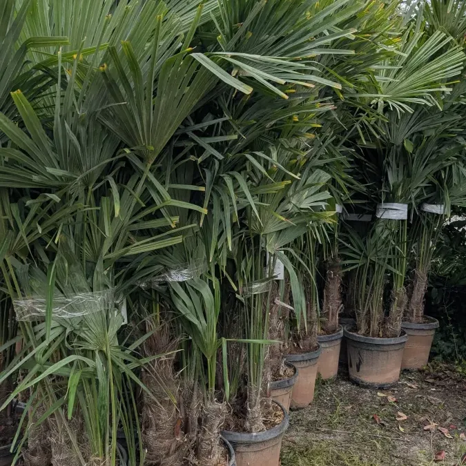 TRACHICARPUS-HUMILIS-MULTITRONC-1