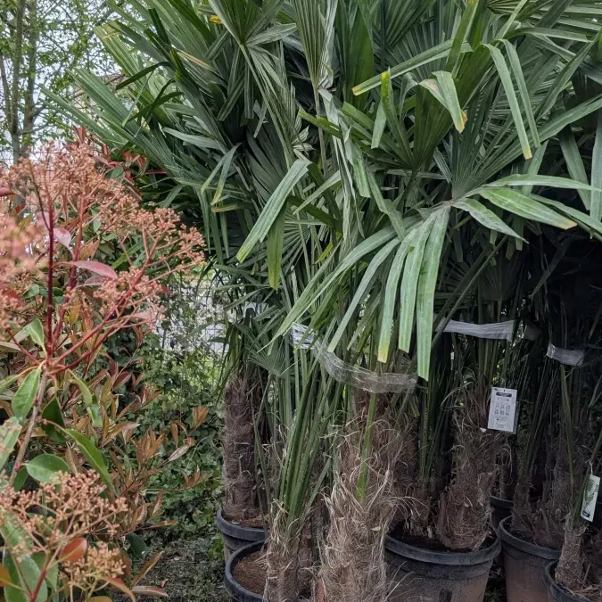 TRACHICARPUS-HUMILIS-MULTITRONC-2