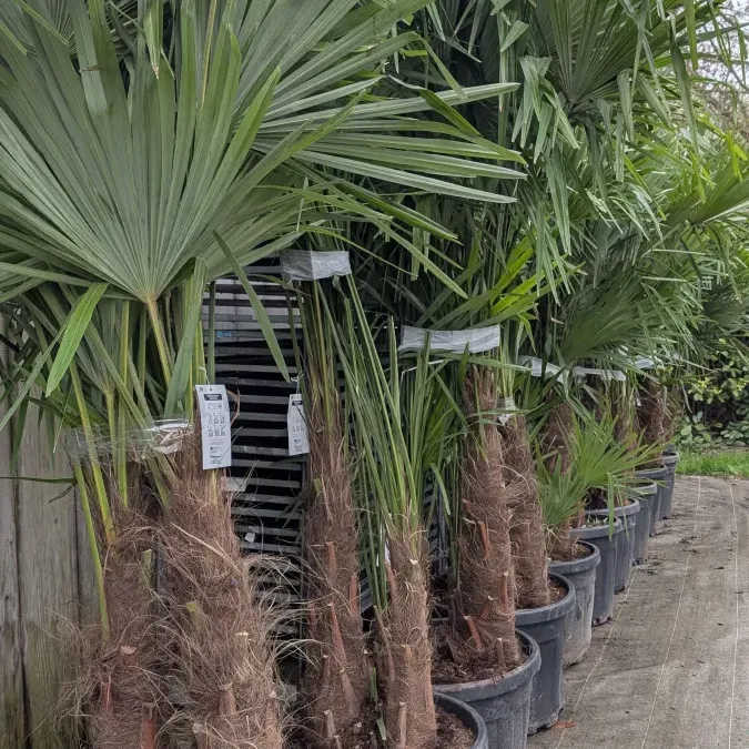 TRACHICARPUS-MULTITRONC