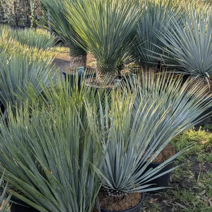 YCCA-ROSTRATA-EXTRA-1