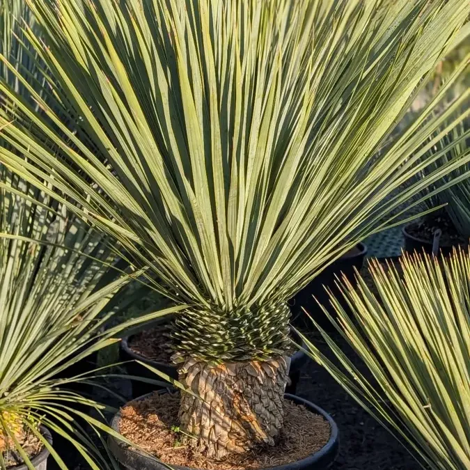 YCCA-ROSTRATA-EXTRA-2