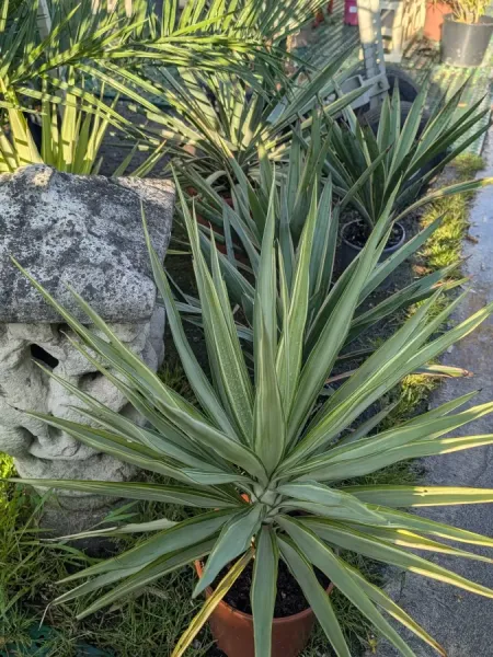 YUCCA-GLORIOSA-1