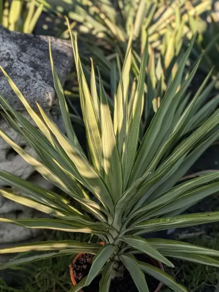 YUCCA-GLORIOSA