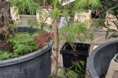 ACER-DISSECTEUM 89€