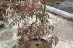 ACER-DISSECTUM 129€