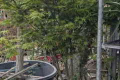 ACER-PALMATUM- 