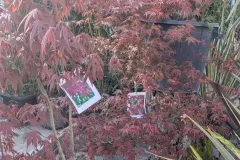ACER-PALMATUM BLOODGOOD 89€
