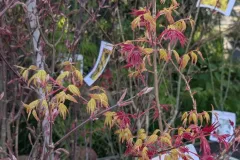ACER-PALMATUM DIFFERENTES VARIETES