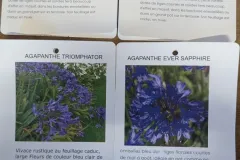 AGAPANTHE-VARIETE-PROTEGEES
