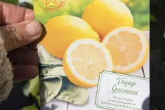 AGRUMES-CITRON-4-SAISON