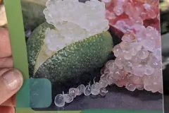 AGRUMES-CITRON-CAVIAR