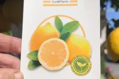 AGRUMES-CITRONNIER
