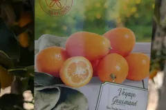 AGRUMES-KUMQUAT-XL