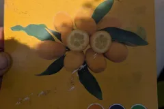 AGRUMES-KUMQUAT