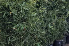 BAMBOU-AUREA-TRACANT