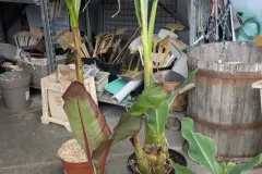 BANANIER-MAURELLI-ROUGE