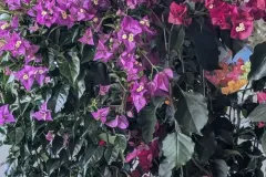 BOUGAINVILLIER