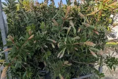 CALLISTEMON-RINCE-BOUTEILLE