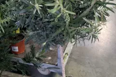 CALLISTEMON-SUR-TIGE-2