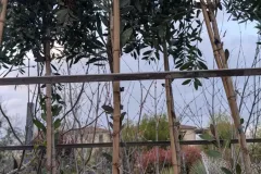 CALLISTEMON-SUR-TIGE