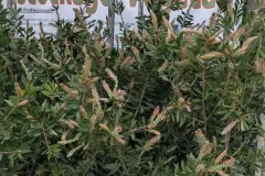 CALLISTEMON