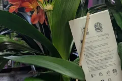 CLIVIA