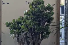 CRASSULA-OVATA-XXL