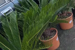 CYCAS-REVOLUTA