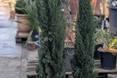 CYPRES-TOTEM-SEMPERVIRENS
