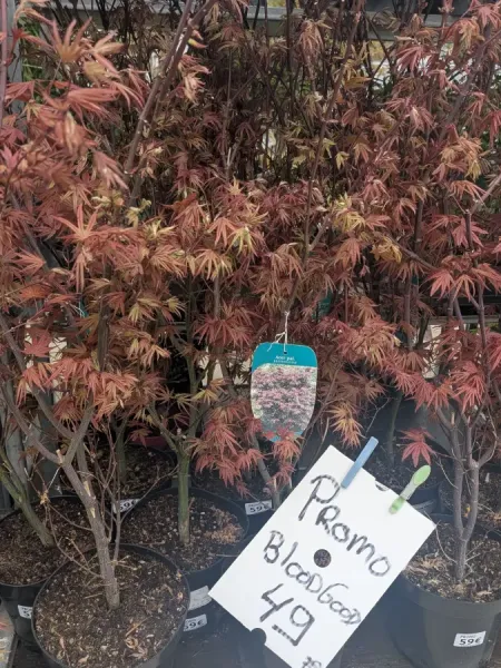 ACER-PALMATUM-BLOODGOOD-PROMO-EXTRA
