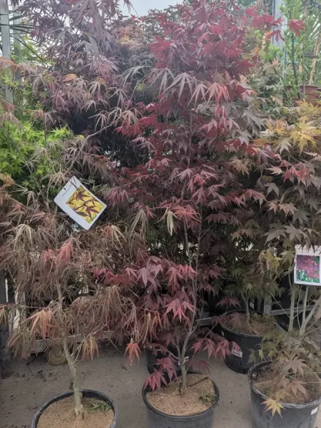 ACER-PALMATUM-ERABLE-DU-JAPON-EXTRAS-89€