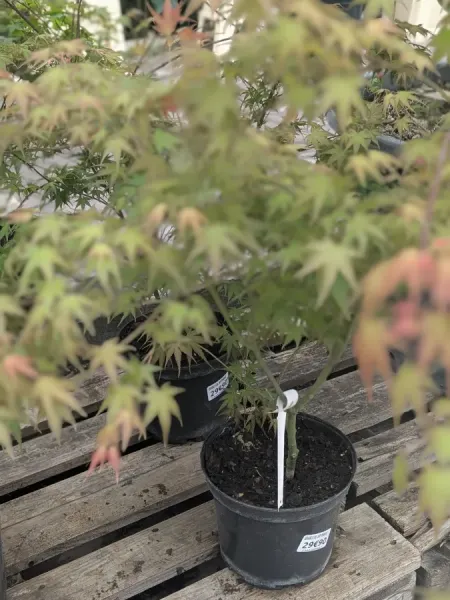 ACER-PALMATUM-ERABLE-DU-JAPON-EXTRAS-29€90