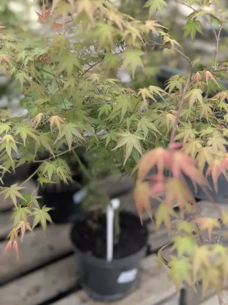 ACER-PALMATUM-ERABLE-DU-JAPON-EXTRAS-29€90