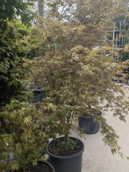 ACER-PALMATUM-ERABLE-DU-JAPON-EXTRAS-