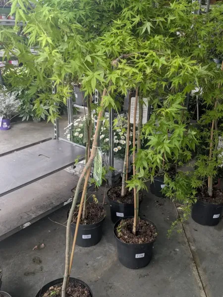 ACER-PALMATUM-ERABLE-DU-JAPON-EXTRAS-