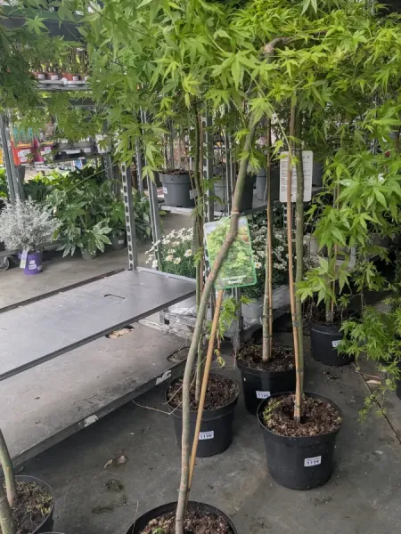 ACER-PALMATUM-ERABLE-DU-JAPON-EXTRAS-7