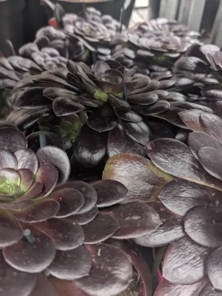 AEONIUM 14€50