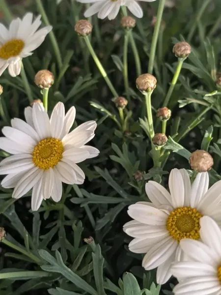 ANTHEMIS-2