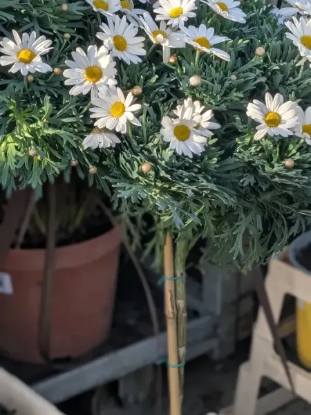 ANTHEMIS-SUR-TIGE 19€90