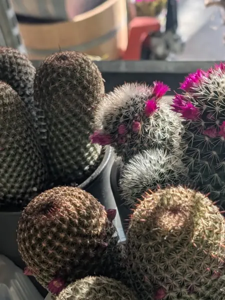 CACTUS-FLEURIS-MIX