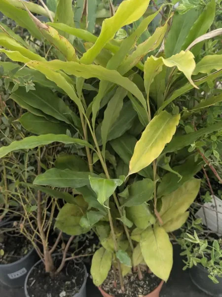CARDAMOM-EPICE-16E50