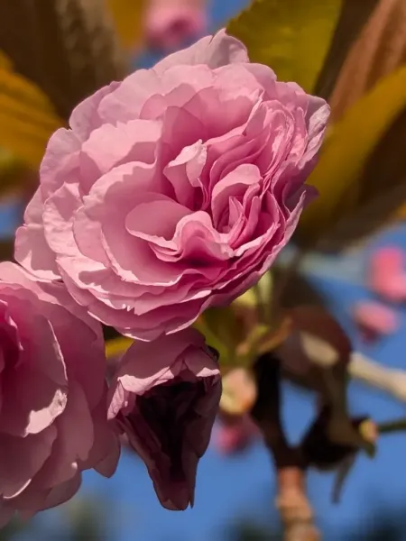 CERISIER-A-FLEUR-PRUNUS-KANZAN-1