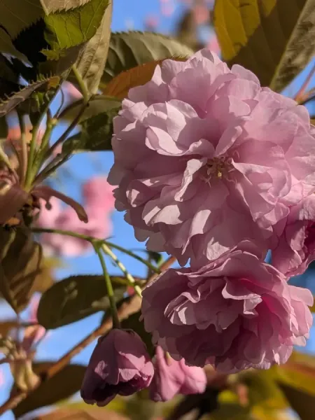CERISIER-A-FLEUR-PRUNUS-KANZAN-2