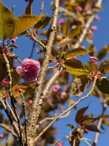 CERISIER-A-FLEUR-PRUNUS-KANZAN-3