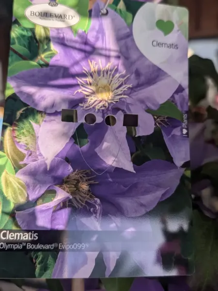 CLEMATITE-EXTRA-1