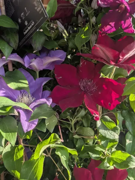 CLEMATITE-EXTRA-2