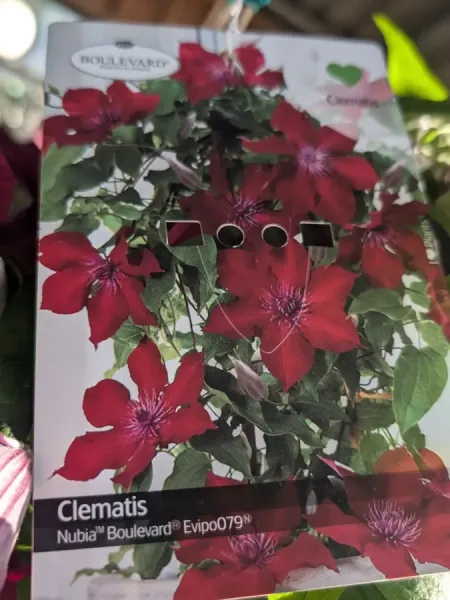 CLEMATITE-EXTRA-3