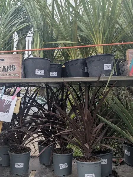 CORDYLINE