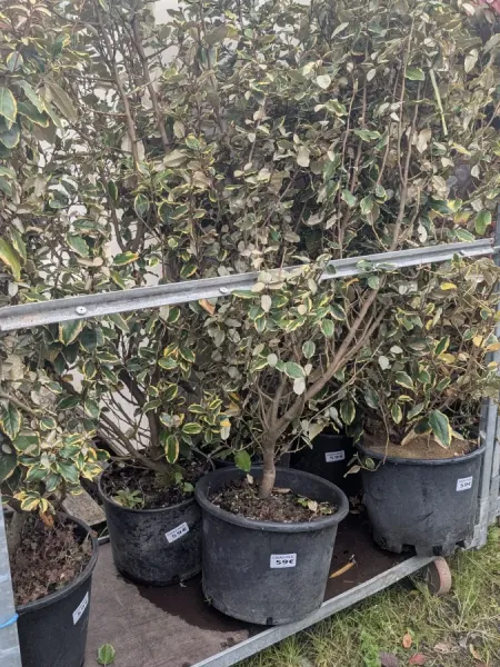 ELEAGNUS-VIVELEG-XXL-59E
