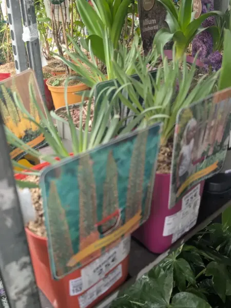 EREMURUS-RARE